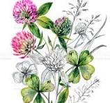 水彩画レッドクローバーブーケイラスト - 野生の花のベクターアート素材や画像を多数ご用意 - 野生の花, イラストレーション, カットアウト