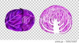 紫キャベツ (色鉛筆画)のイラスト素材 [58925087] - PIXTA