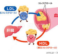 LDLとHDLの仕組み 脂質異常症 血管 コレステロールのイラスト ...