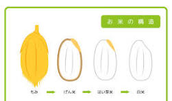 50点を超える米ぬかのイラスト素材、ロイヤリティフリーの ...